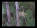 tim-nelson-ramapithecus.html