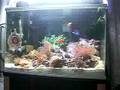 海水魚、イソギンチャク、サンゴ sea fish, sea anemone,coral
