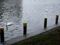 videos de Geese in the River #2