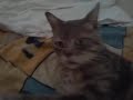 Gatto Strano