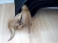 Kitten fight
