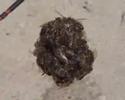 Cyprian honeybees gang up to smother hornet