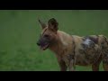 Wild Dogs Return