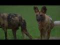 Wild Dogs Return