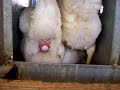White Egg Laid