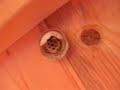 Wasp Nest Construction
