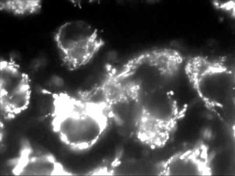 Mitochondria HepG2 Mitotracker in live cell