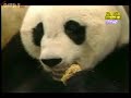Panda ardito