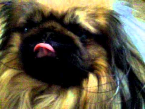 pekinese