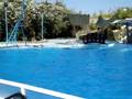 Pokaz delfinów w Sharm El Sheikh SUPER