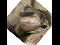 حيوان هجين غامضMysterious animal hybrid