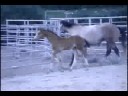 Dillon (Tenerife x Telstar x Joost)