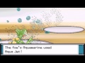 Pokemon HG/SS Wifi Battle #7 Toxicroak sweep
