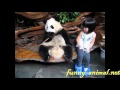 Panda sitting with a little girl  & she's scared 