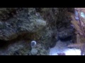 Click here to watch this video Rimless Deep Blue Professional 57 Gallon Tank- 7th update