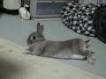 くつろぐうさぎ　【ネザーランドドワーフ】