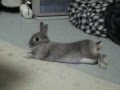 くつろぐうさぎ 【ネザーランドドワーフ】