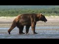 Bears of Katmai - Alaska Bears chasing salmon