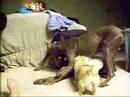 Doberman Pinschers and Pekingese Part 3 Doberman Pinschers and Pekingese Part 3
