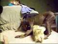 Doberman Pinschers and Pekingese Part 3
