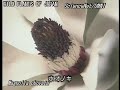 ??????WILD PLANTS OF JAPAN?Magnolia obovata)??????? ??????WILD PLANTS OF JAPAN?Magnolia obovata)???????