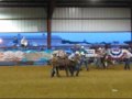 wild steer saddling, Waxahachie, TX
