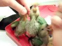 Handfeeding 4 Week-old Lovebirds