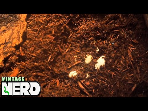 YouTube reptile video