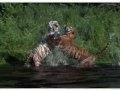 the-most-endangered-cats.html
