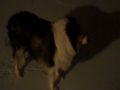 Freak Storm! Blizzard Strands 3 in Lakewood, Ohio: Puggle, Sheltie & JZ