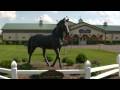 Finger Lakes Thoroughbred Adoption Program