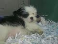 Moncton Pet Store