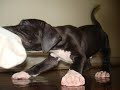 (American Staffordshire Terrier) Allegro Staf Bruce part. II