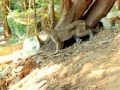 SQUAMISH CHIEF TRAIL COUGAR ------RIGHT AFTER IT ATTACKED A DOG