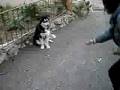 Terapia perros nórdicos 11 abril video 2