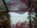 mariposa en invernadero