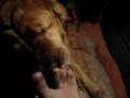 Gory Bateson's Dog Licks Gory's Toes