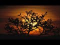 Lion King – Nants Ingonyama