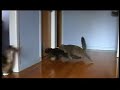 Sliding cats in a hurry to get through the cat flap Sliding cats in a hurry to get through the cat flap