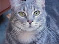 We Always Shine - Cats (muhaha version)