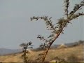 Chammuq Valley Video From GSG