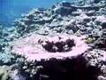 keramas17aug-reef_fish.ASF