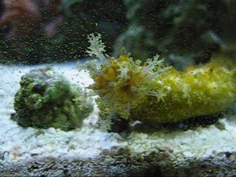 The Adventures of Sea Cucumber