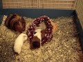 Baby pigs popcorning around the cozy and squishing momma pig.