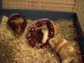 Popcorning babies squish momma