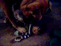 DestructoPuppy!!