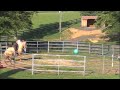 Fip That Horse!  Episode 9: 