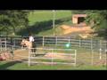 Fip That Horse!  Episode 9: First Ride