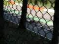 Renault World Series @ Spa-Francorchamps (part 7)