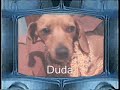 Big Dog Brasil - American  Next  Dog  Model